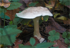 Говорушка булавоногая