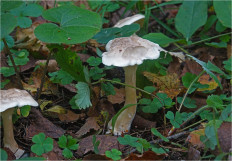 Говорушка булавоногая