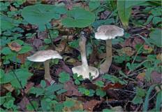 Говорушка булавоногая