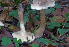 Говорушка булавоногая