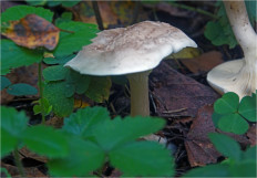 Говорушка булавоногая