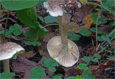 Говорушка булавоногая