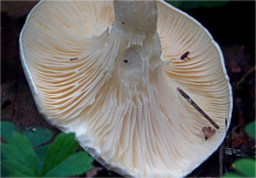 Говорушка булавоногая