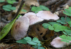 Мицена чистая