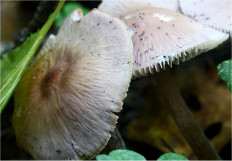 Мицена чистая