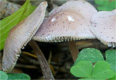 Мицена чистая