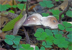 Мицена чистая