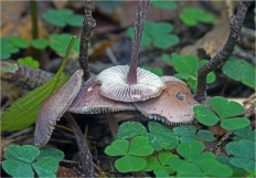 Мицена чистая