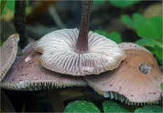 Мицена чистая