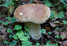 Boletus edulis - Белый гриб