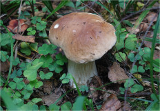 Boletus edulis - Белый гриб