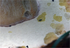 Boletus edulis - Белый гриб