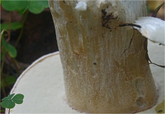 Boletus edulis - Белый гриб