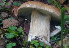 Boletus edulis - Белый гриб