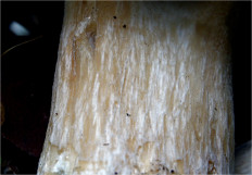 Boletus edulis - Белый гриб