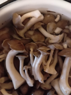 Рядовка скученная