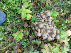 Рядовка скученная