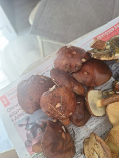 Польский гриб