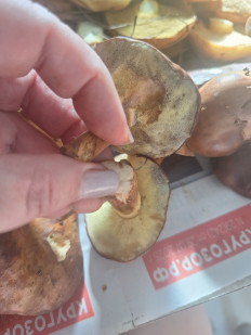 Польский гриб