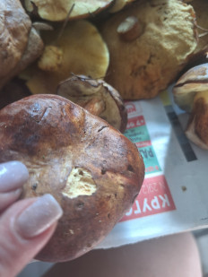 Польский гриб