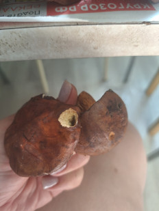 Польский гриб