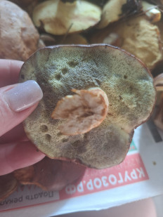 Польский гриб