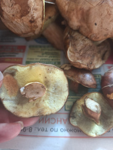 Польский гриб