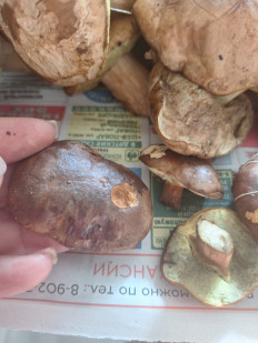 Польский гриб