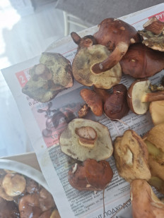 Польский гриб