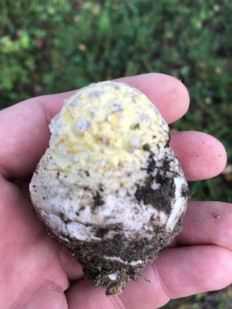 Гриб из Мурманск