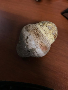 Гриб из Мурманск