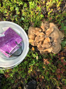 Гриб из Мурманск