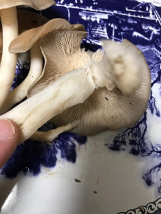 Гриб из Мурманск