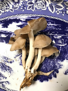 Гриб из Мурманск