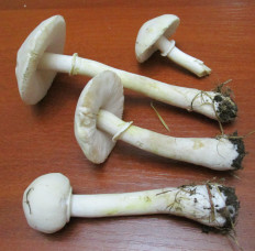 Гриб из Санкт-Петербург