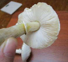 Гриб из Санкт-Петербург