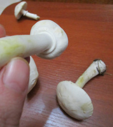 Гриб из Санкт-Петербург