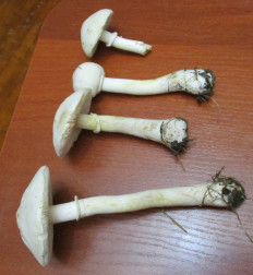 Гриб из Санкт-Петербург