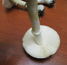 Гриб из Санкт-Петербург