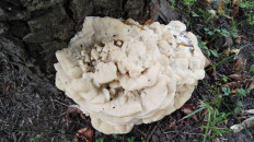 Климакодон северный