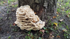 Климакодон северный