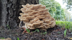 Климакодон северный