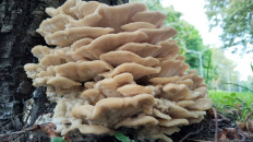 Климакодон северный