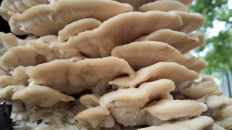 Климакодон северный