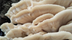 Климакодон северный