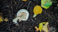 Гриб из Уфа