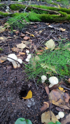 Гриб из Уфа