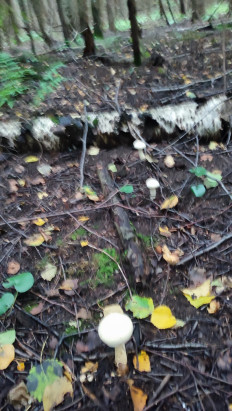 Гриб из Уфа