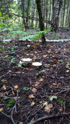 Гриб из Уфа