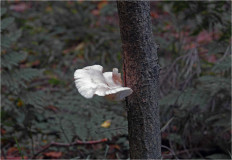 Гриб из Москва